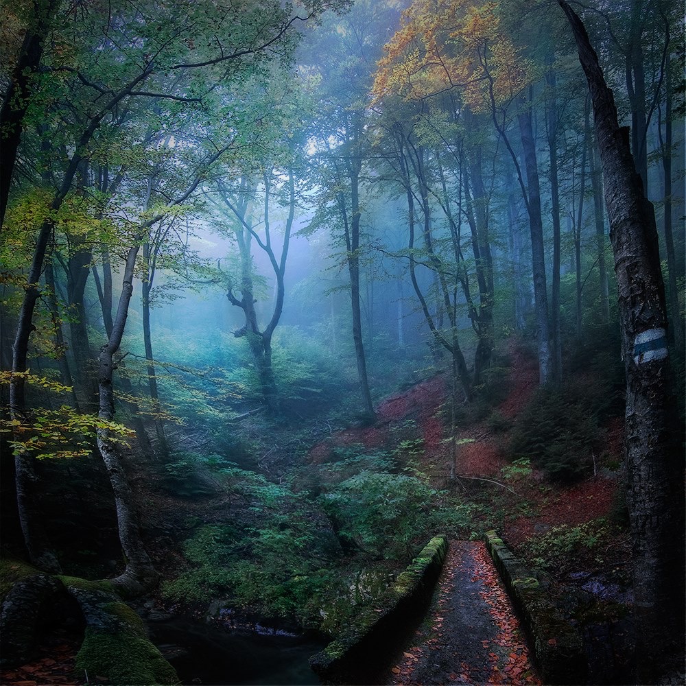 La forêt endormie