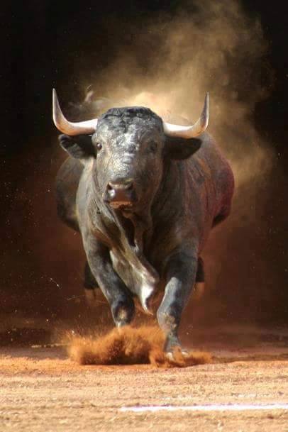 Taureau en marche