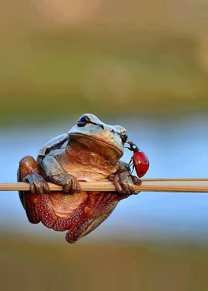 La grenouille consultante
