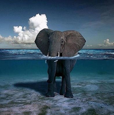 L’éléphant-à-l’eau
