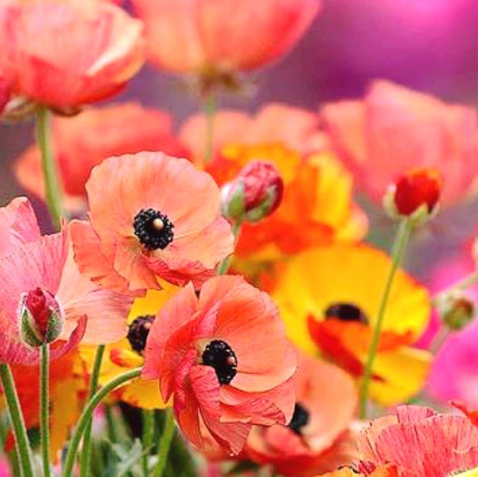 Le rêve coquelicot