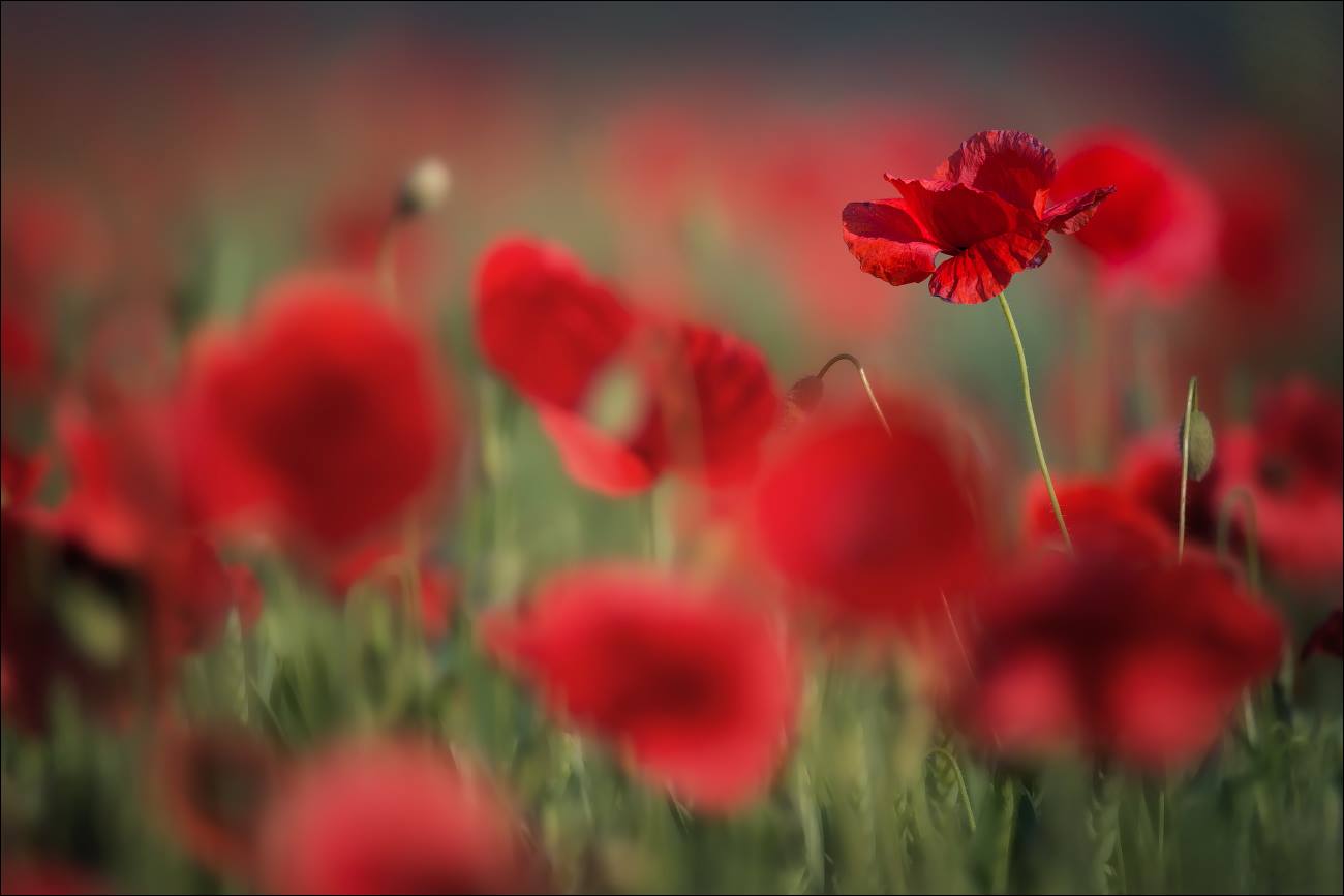 Fous, les coquelicots flous