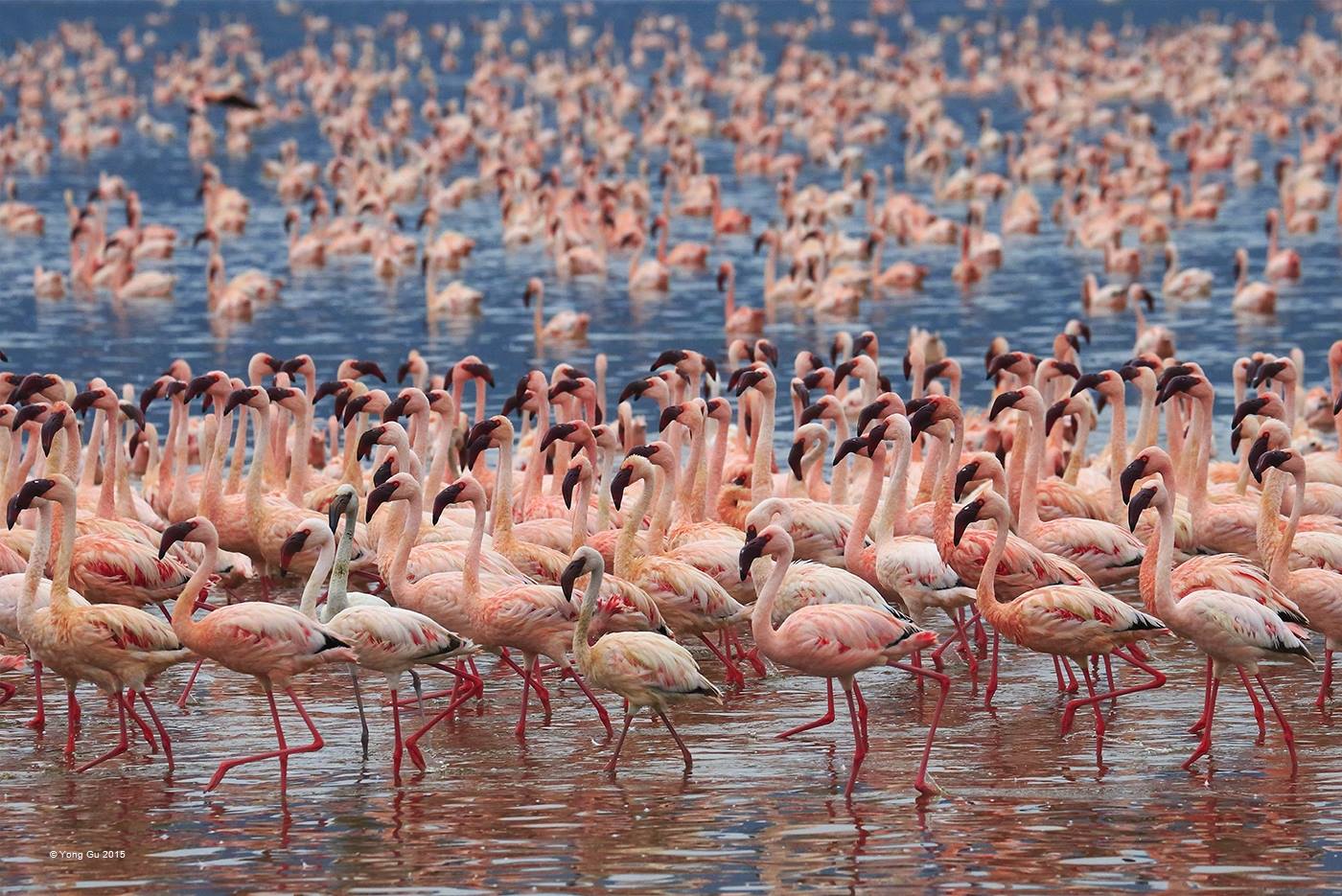 Faute de bougie, j’ai pris des flamants
