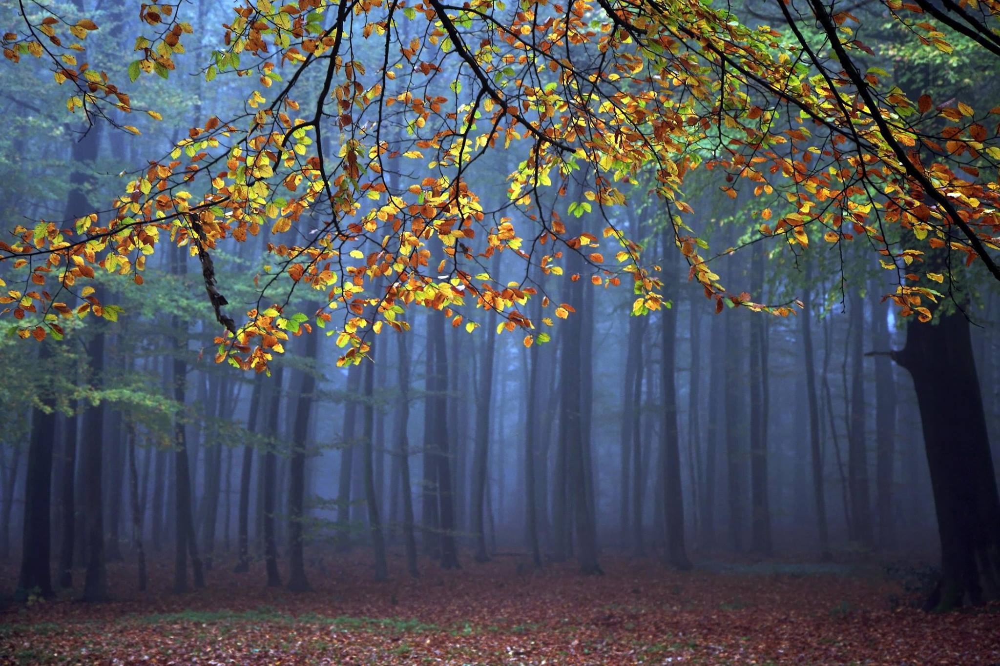 La Forêt Bleue