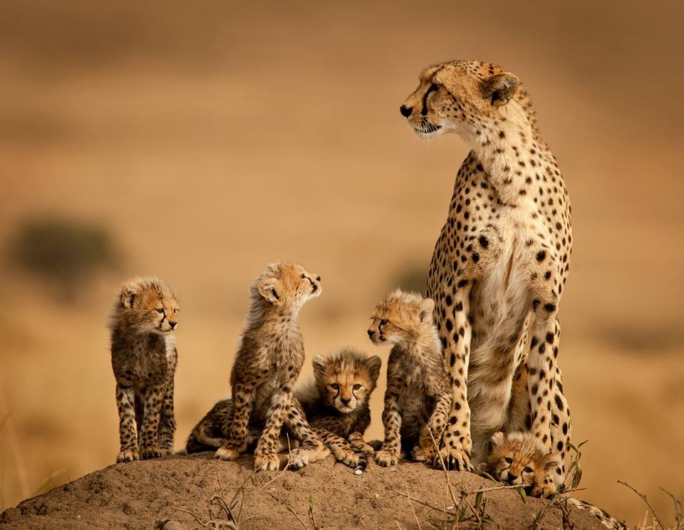 La famille léopard
