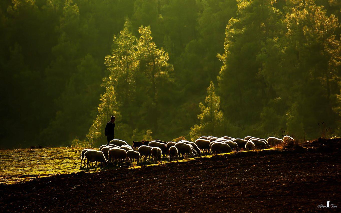 Savez-vous compter les moutons ?