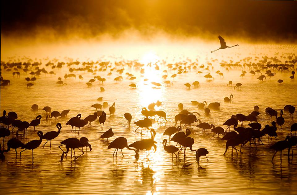 Les flamants d’or