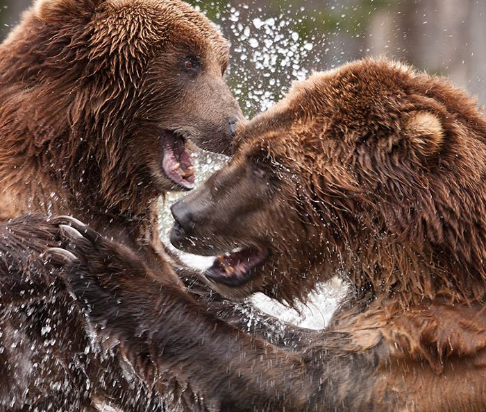 Des ours pas ordinaires