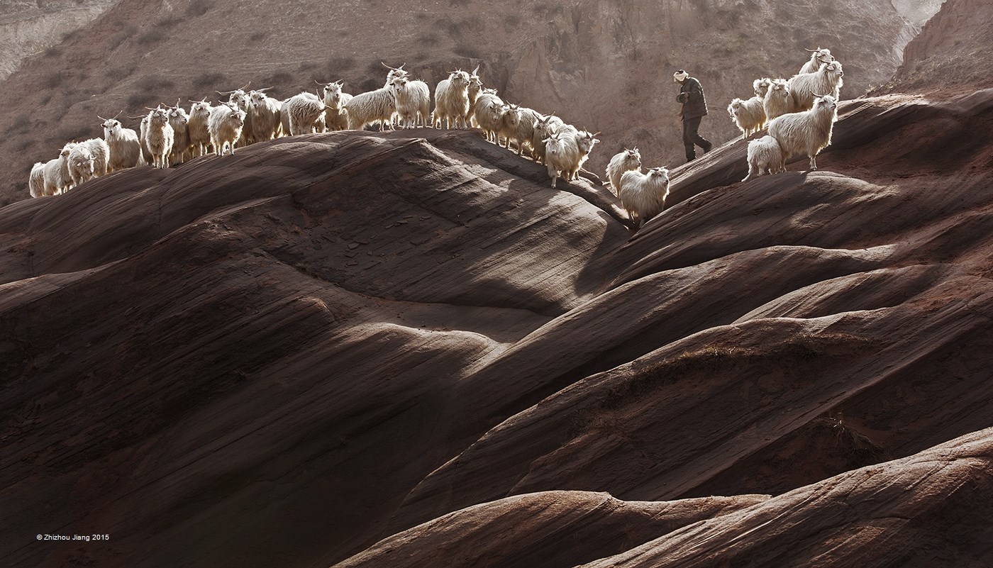 La transhumance