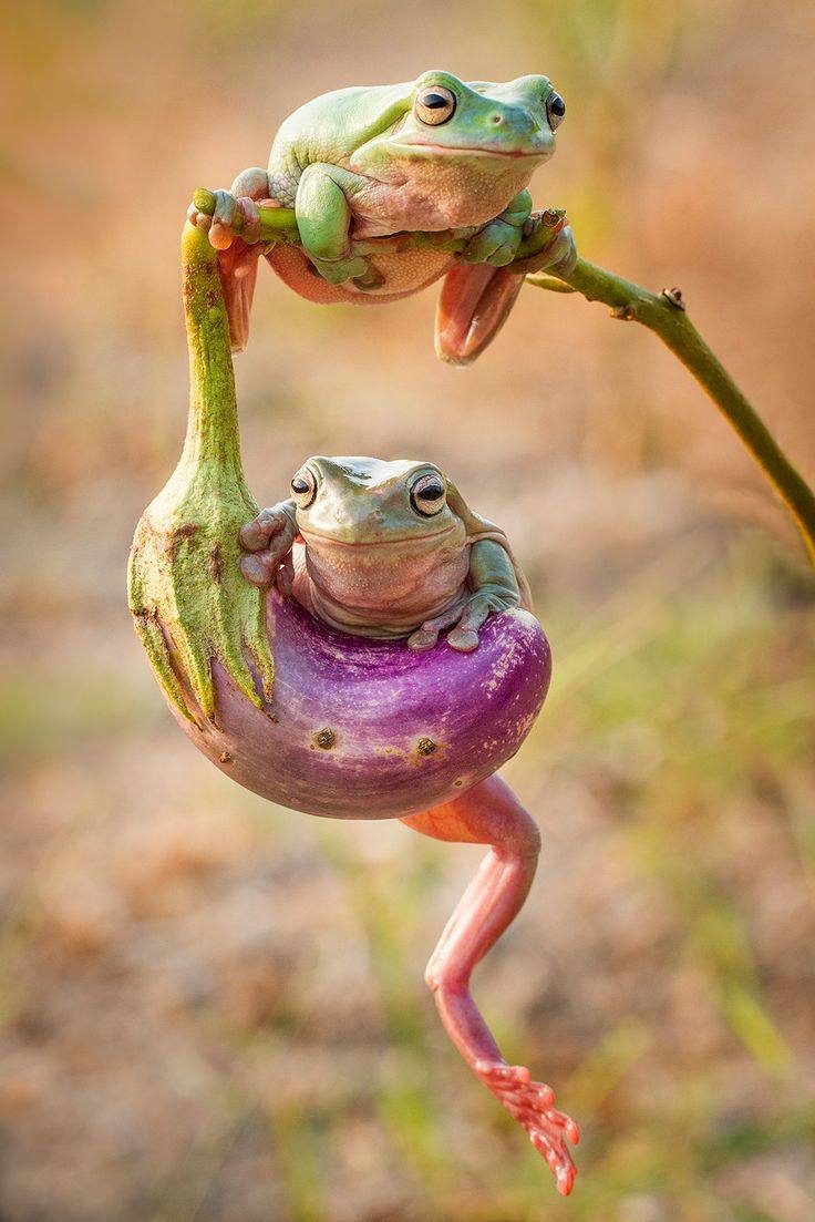 Maître-queue de grenouille
