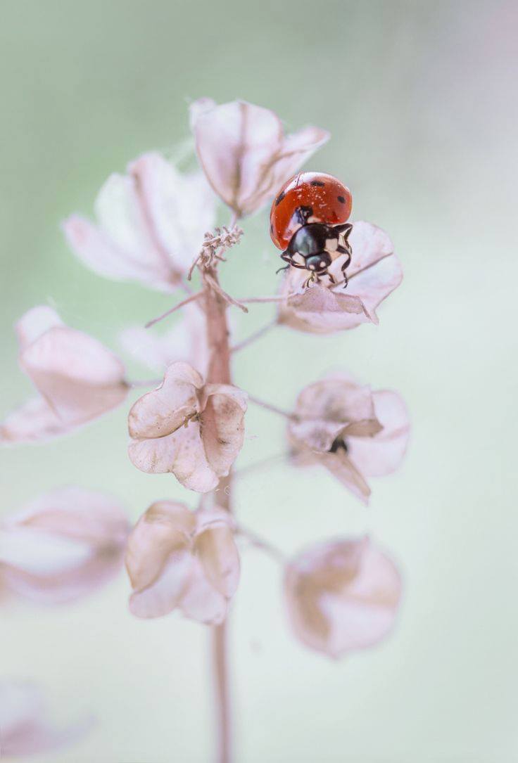 Retour de printemps