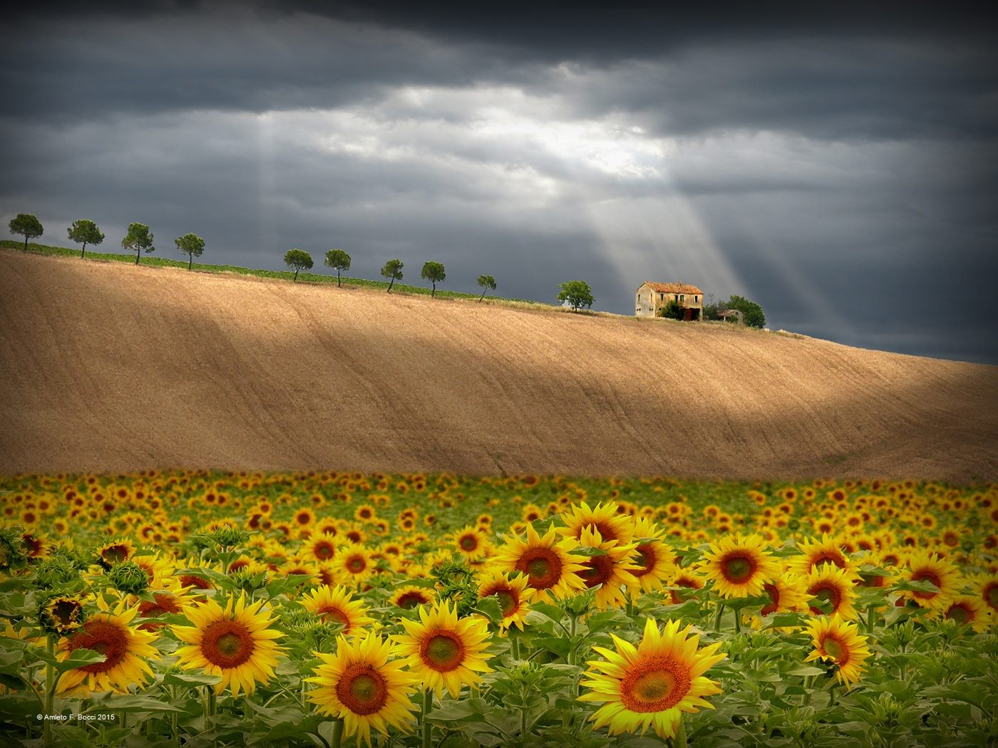 Le printemps sous cloche