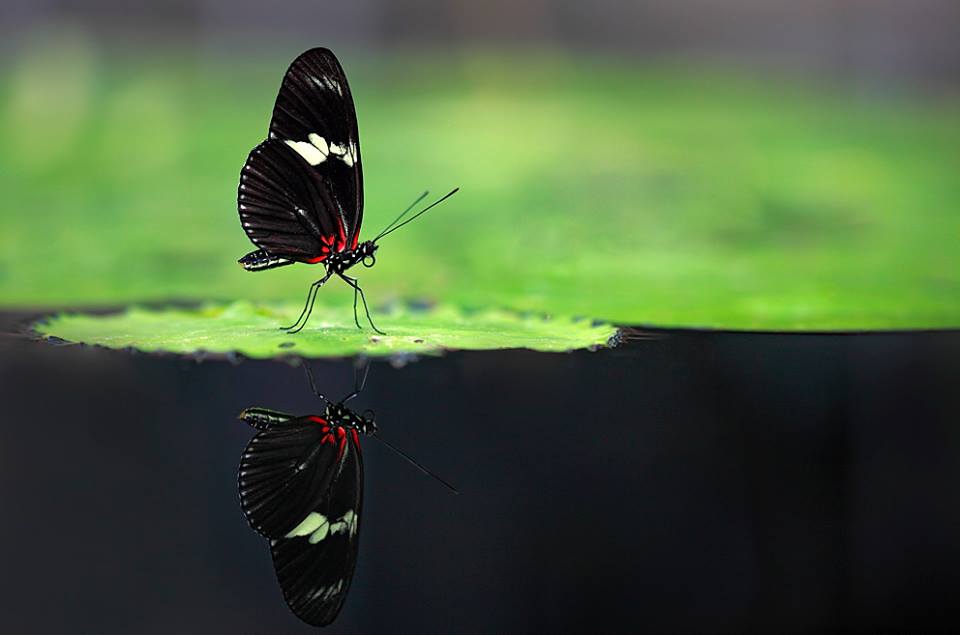 Le papillon des nuits coquettes