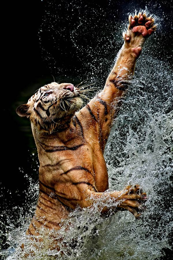 Le cousin Tigre