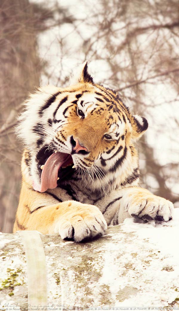 Tigre aux thermes