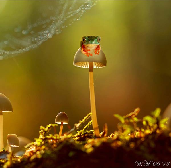 La grenouille hallucinogène