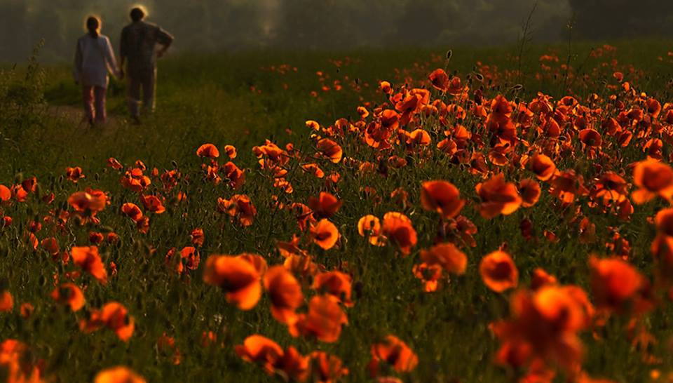 Les fleurs rouge-flamme