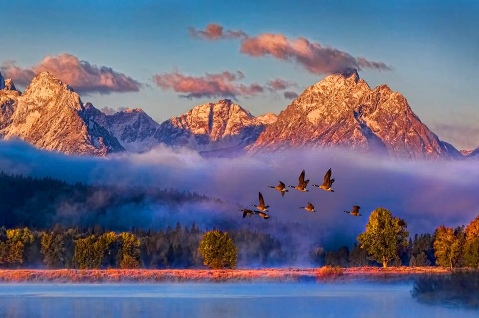 Les oiseaux de voyage