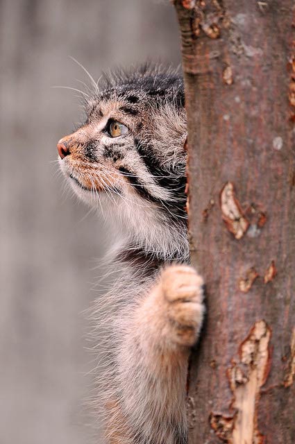 Chat-perché