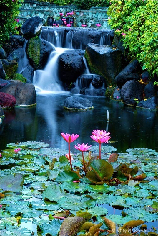 Vœux de lotus