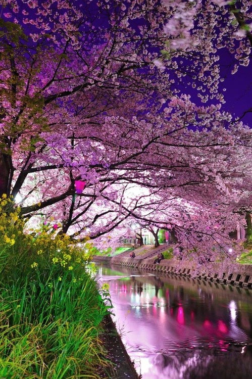 Tout en rose