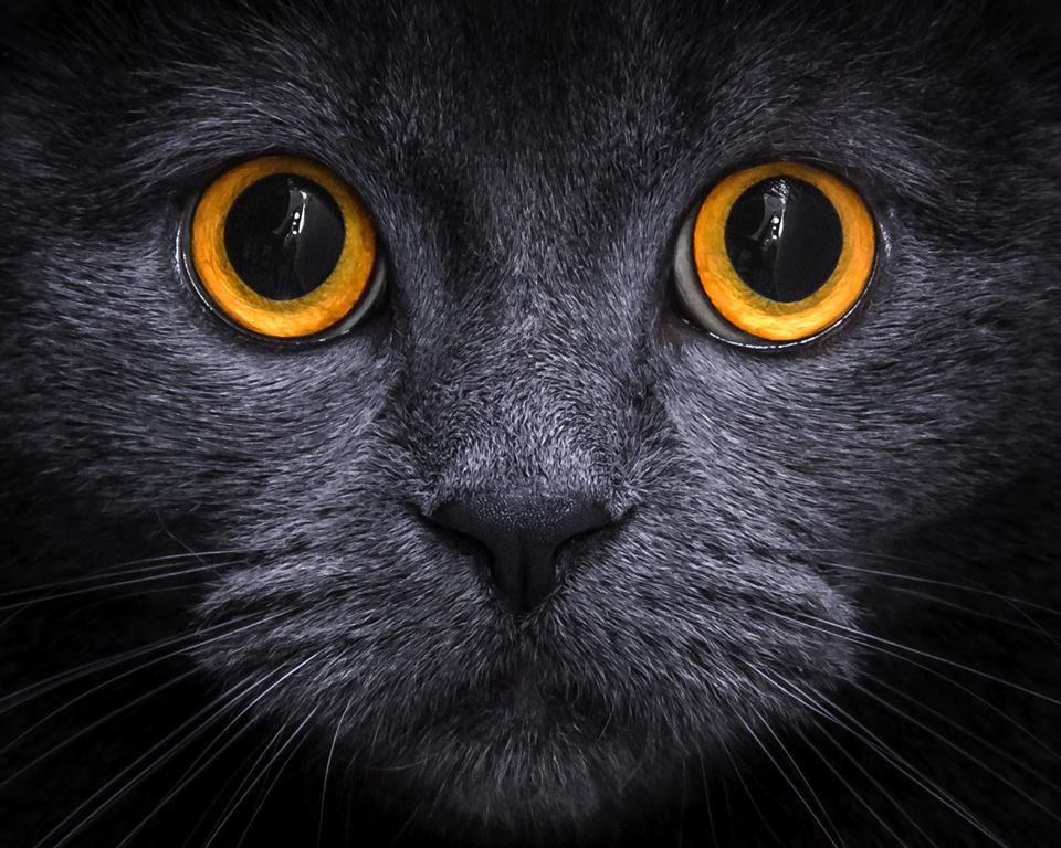 Les yeux du chat