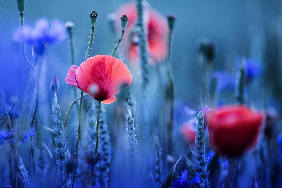 Le blues des coquelicots