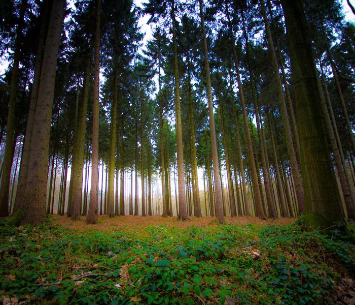 Les veilleurs de la forêt