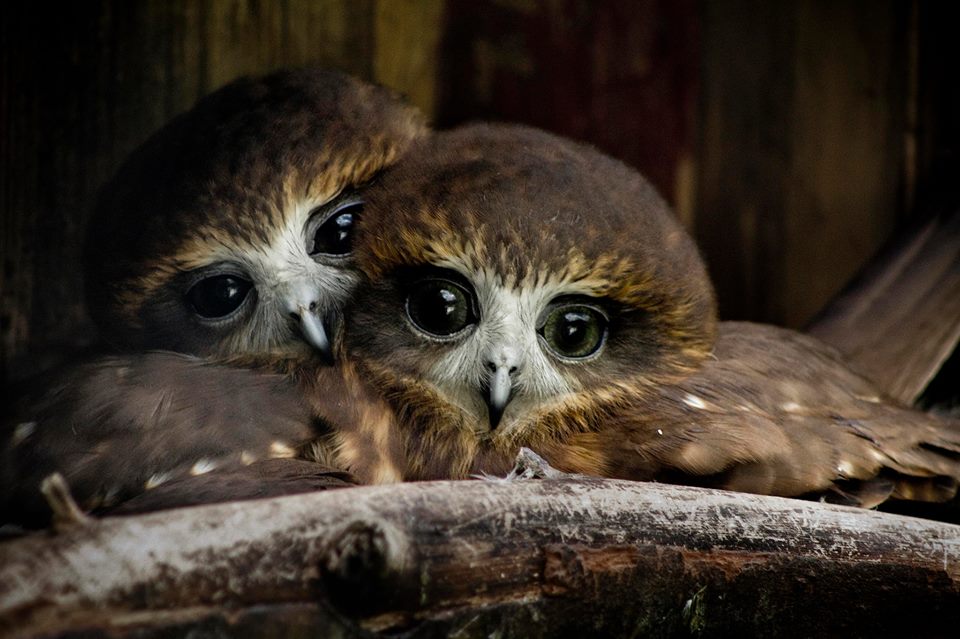 Les amours chouettes