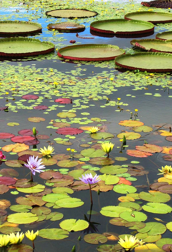 Lily Pad & Lily Put
