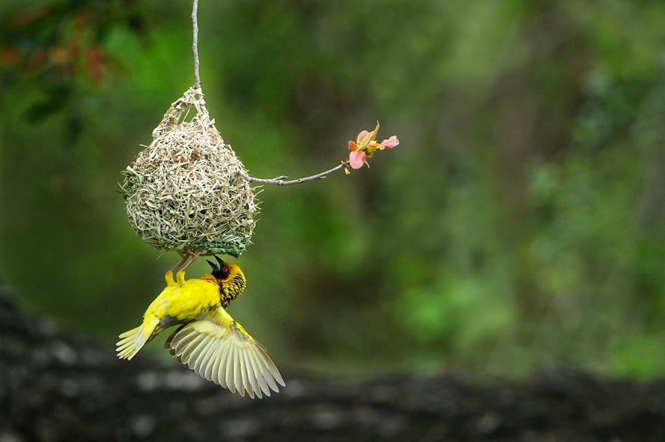 L’oiseau bâtisseur