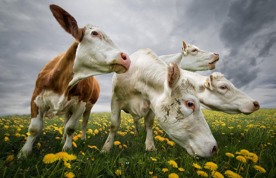 Toutes les vaches en parlent