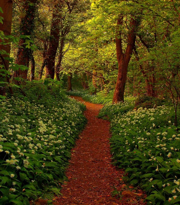 Le chemin des fées