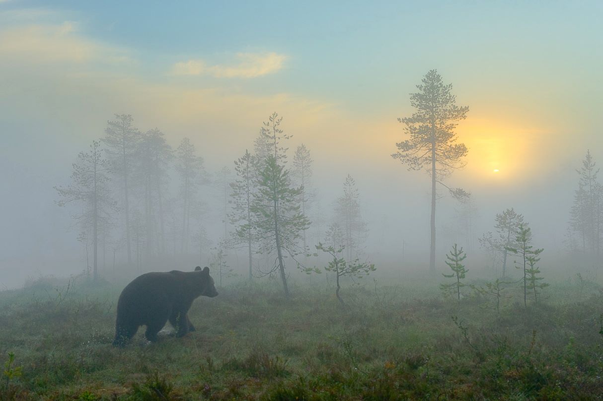 La Grande Ourse dans le brouillard