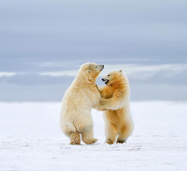 Tango polaire