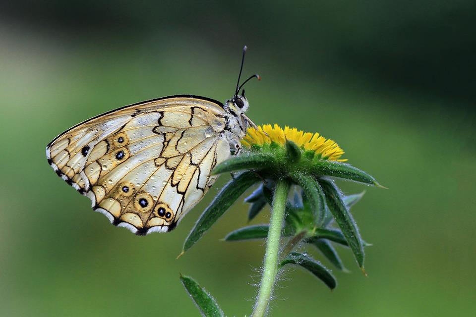L’effet papillon