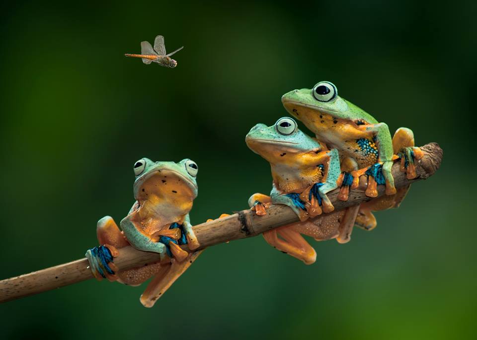Un pour tous
