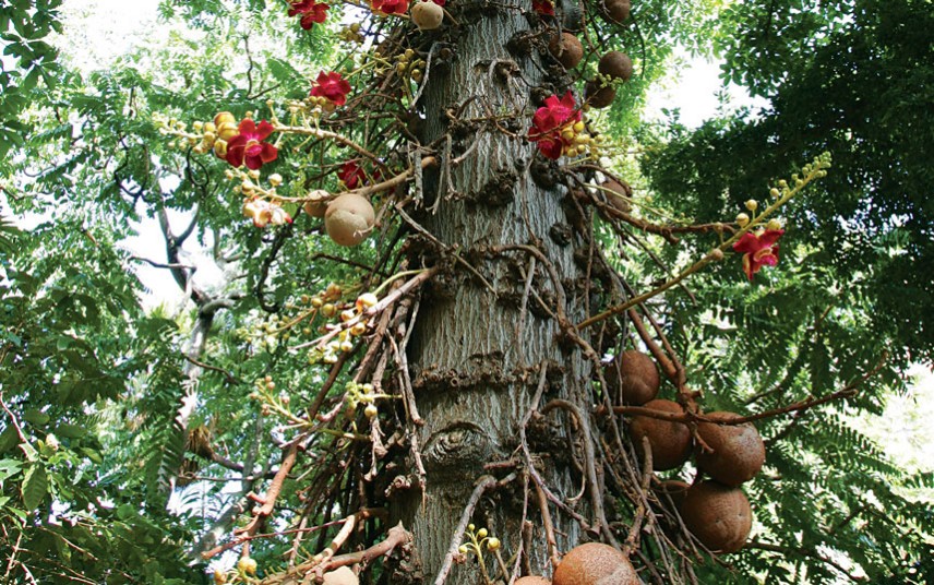 Les fruits du labeur