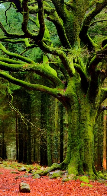 Toujours vert