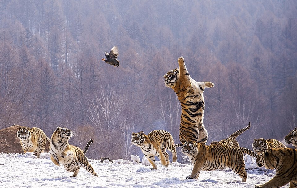 Quand les tigres jouent