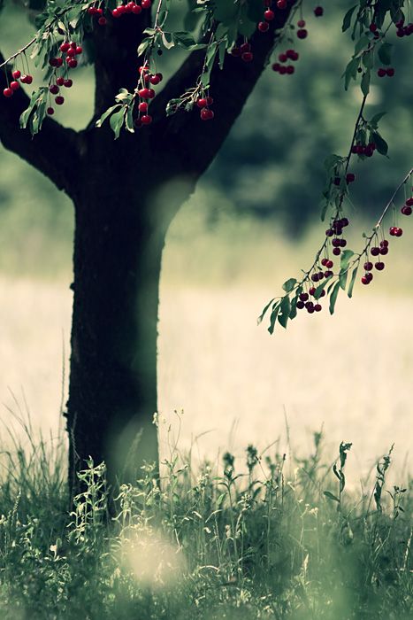 Le temps des cerises