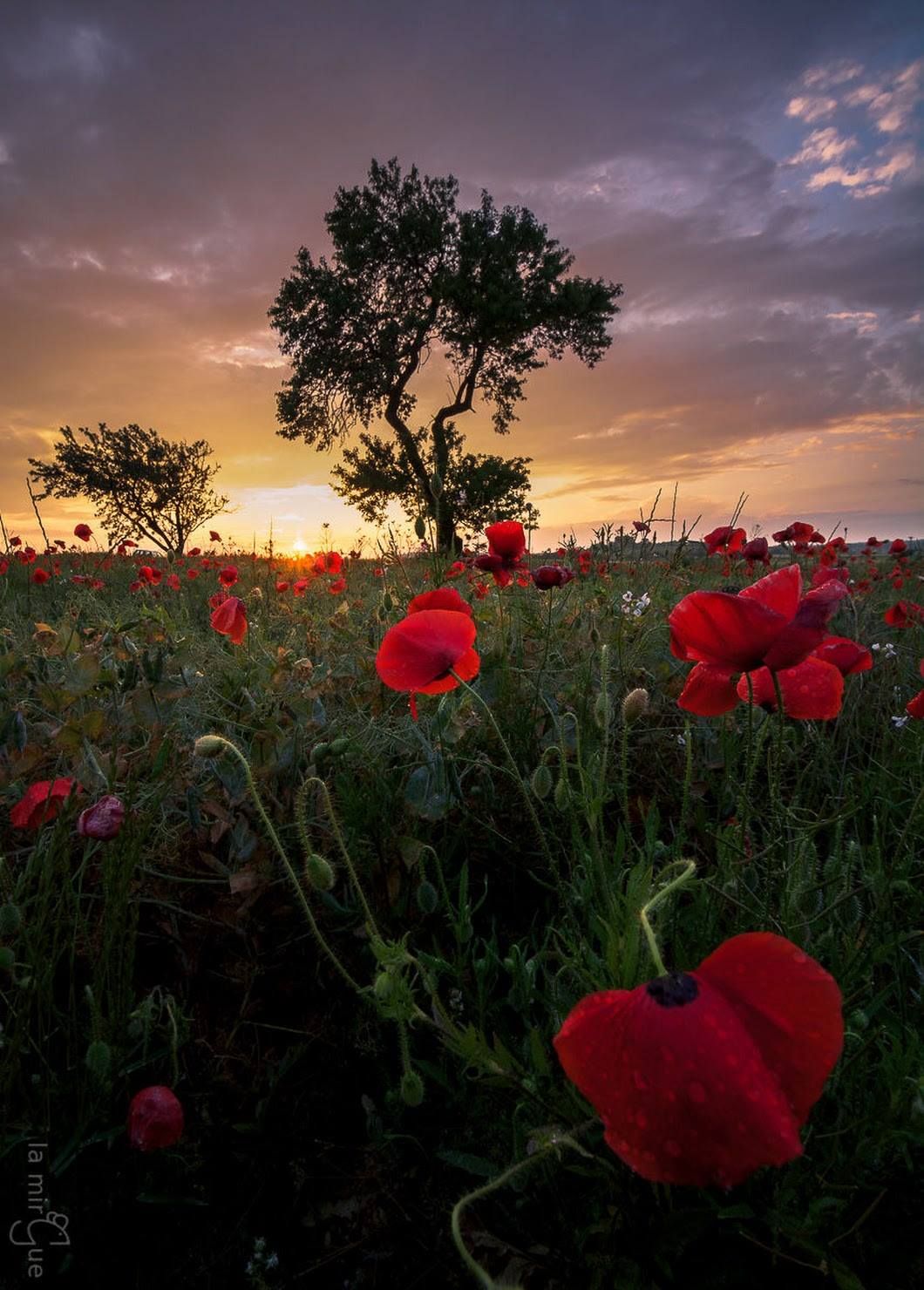 L’invasion des coquelicots