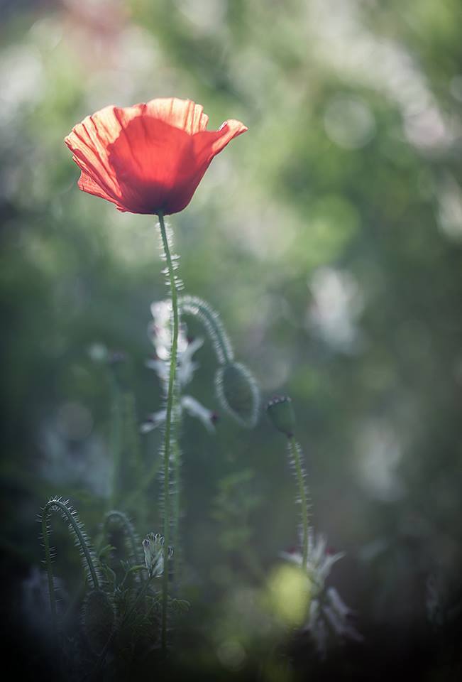 Le coquelicot qui rend flou