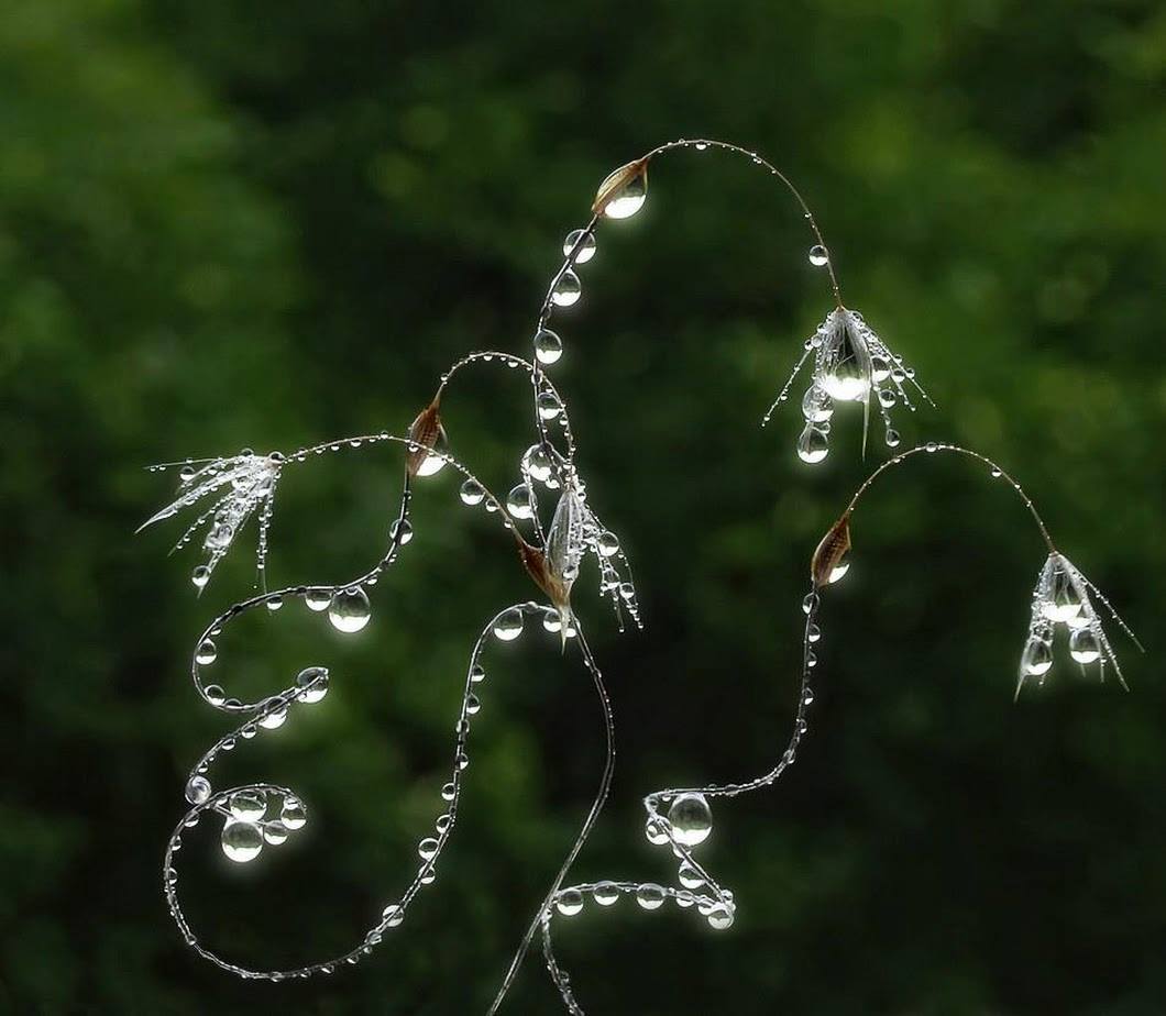 Perles de rosée