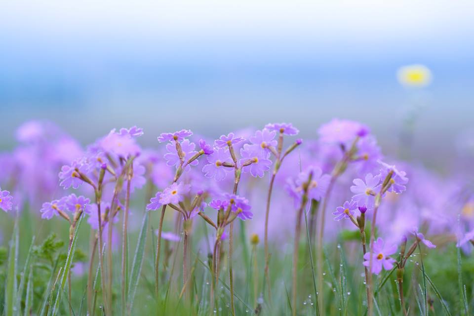 La pause violette