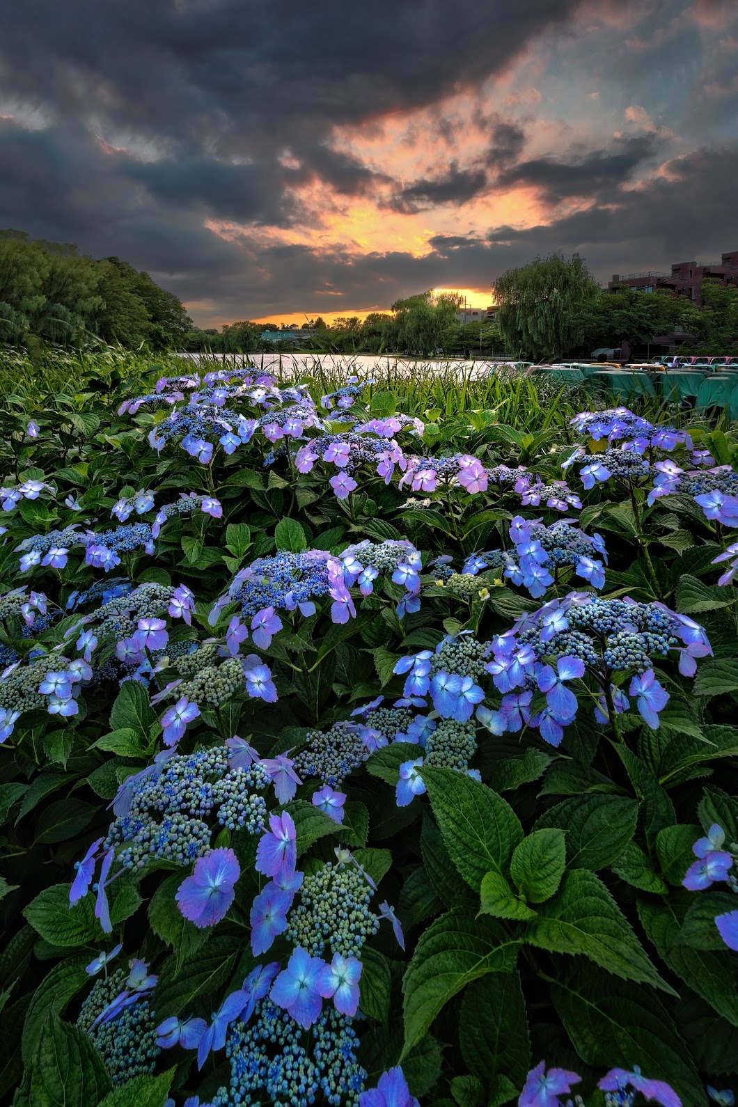 Fleur bleue, un peu…