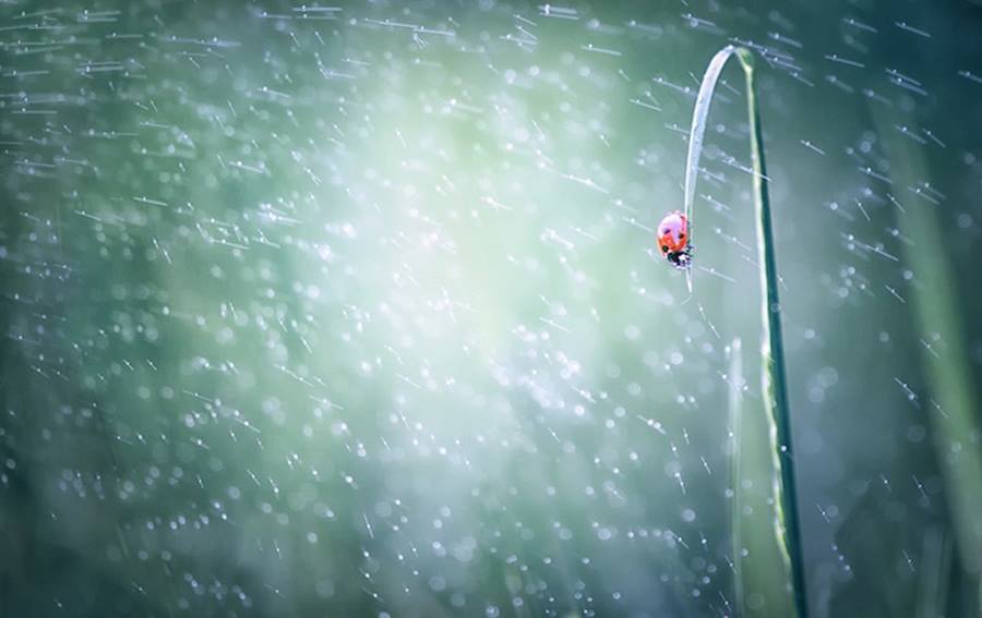 Pluie myope