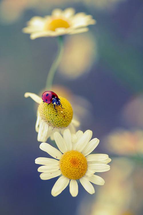 La coccinelle amoureuse