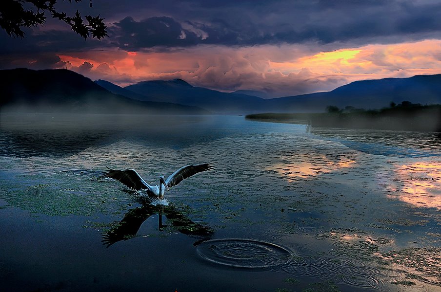 L’oiseau barbouilleur