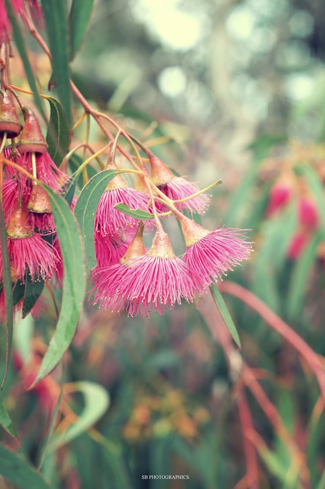 Pom-Pom fleurs